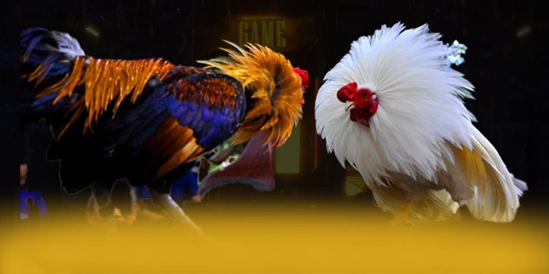 
Cùng trải nghiệm DAGA88 - Sân chơi uy tín mới nhất hiện nay
