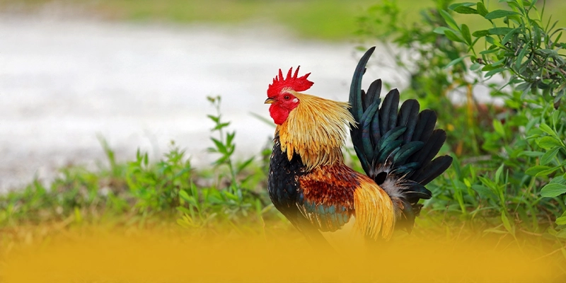 GEM88 - Nền tảng cá cược trực tuyến bảo mật cao 2025 – Tìm hiểu về độ tin cậy và bảo mật tại GEM88