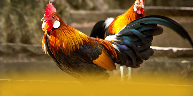 RR99 - Cổng trò chơi được đánh giá cao về chất lượng trên thị trường – Khám phá thế giới giải trí tại RR99