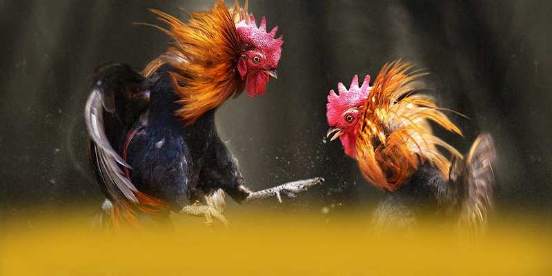 KKWIN - Kết luận và đánh giá chung một cách chi tiết. KKWIN - Kết luận và đánh giá chung một cách chi tiết.