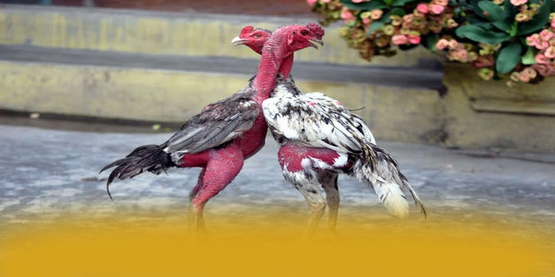 BL555 - Tổng quan về thương hiệu với đầy đủ ưu điểm nổi bật.